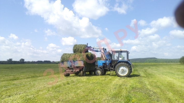 Банда 59 регион