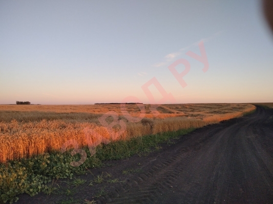 Почему пшеница ложится.? 