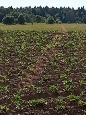 Карелия. Взошла картоха после засухи.журавли охраняют поля.))) Карелия. Взошла картоха после засухи.журавли охраняют поля.)))