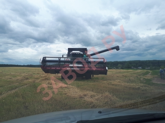 Первые зёрнышки и у нас 18RUS