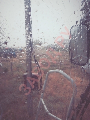 Сорвалась уборка рапса